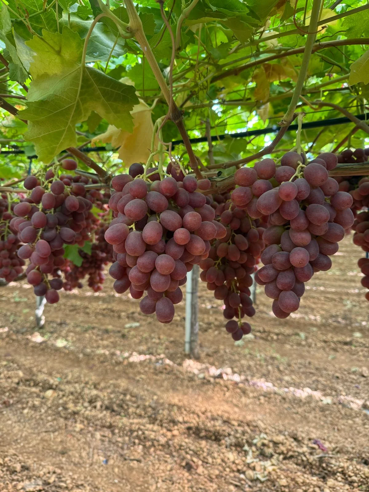 Grappoli di Allison nei vigneti Giacovelli