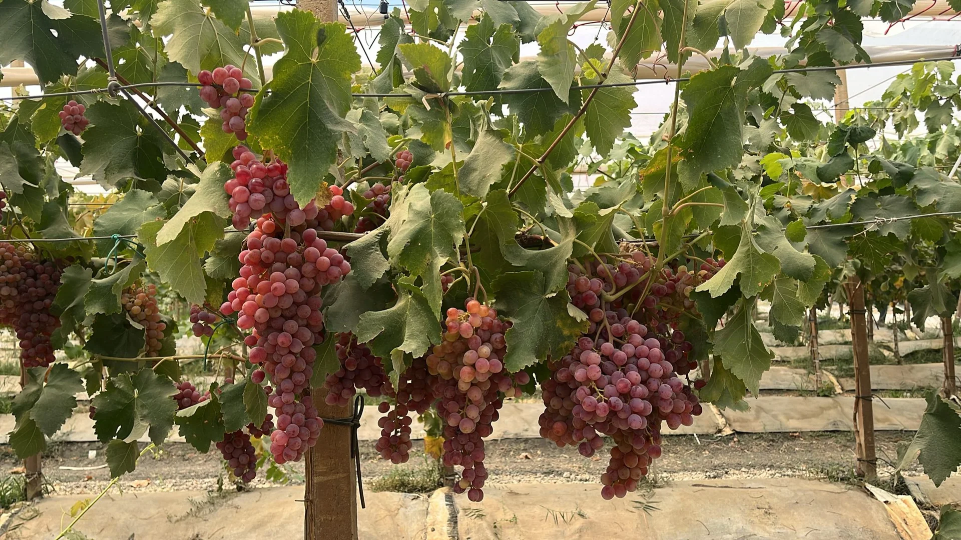Produzione di Candy Snaps nei vigneti Giacovelli