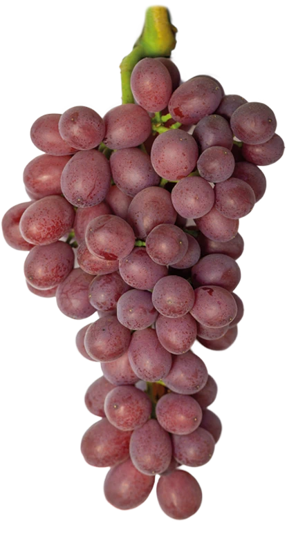 Candy Snaps™ by BLOOM FRESH