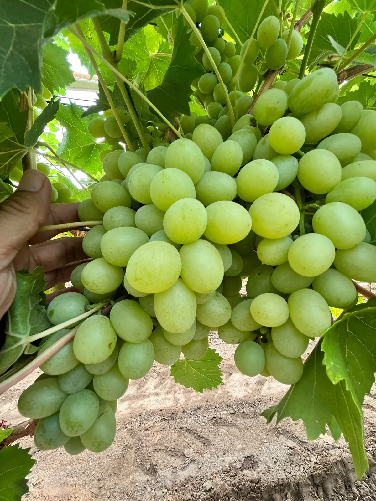 Grappoli Cotton Candy nei vigneti Giacovelli