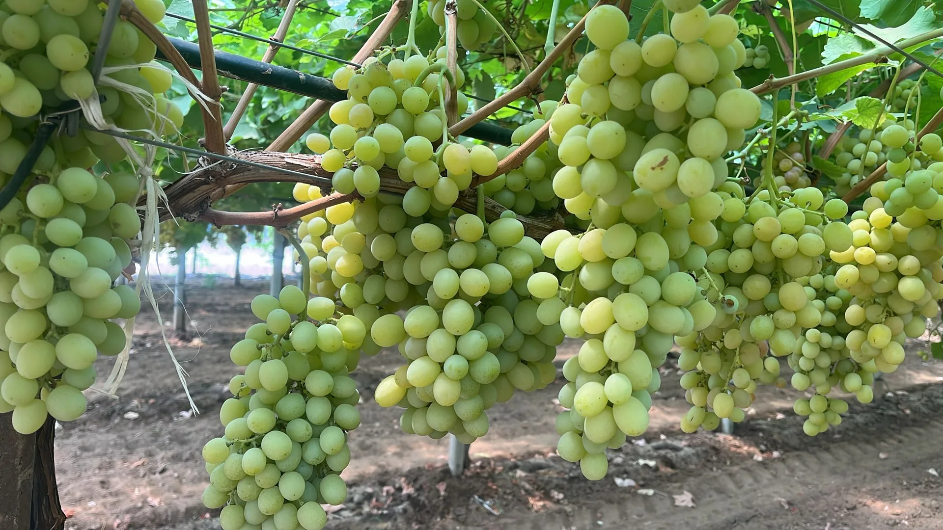 Grappolo di Sweet Globe nei vigneti Giacovelli