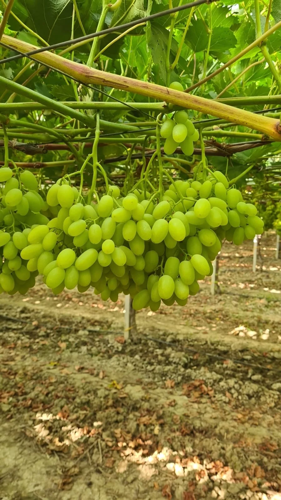ARRA Sugar Drop nei vigneti Giacovelli