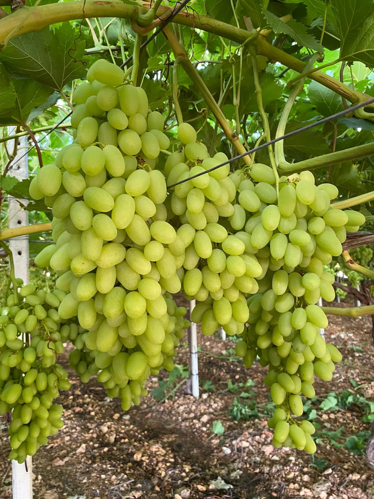 Grappoli ARRA Sugar Drop
