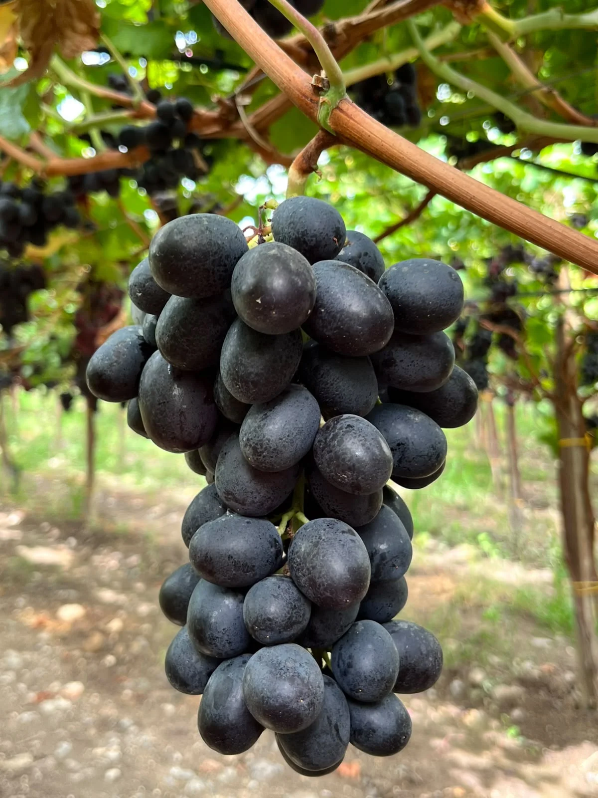 ADORA nei vigneti Giacovelli