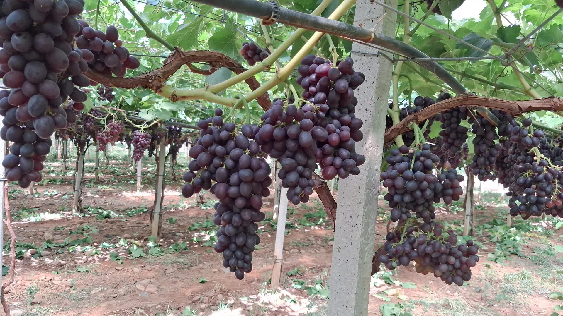 Ruby Rush nei vigneti Giacovelli