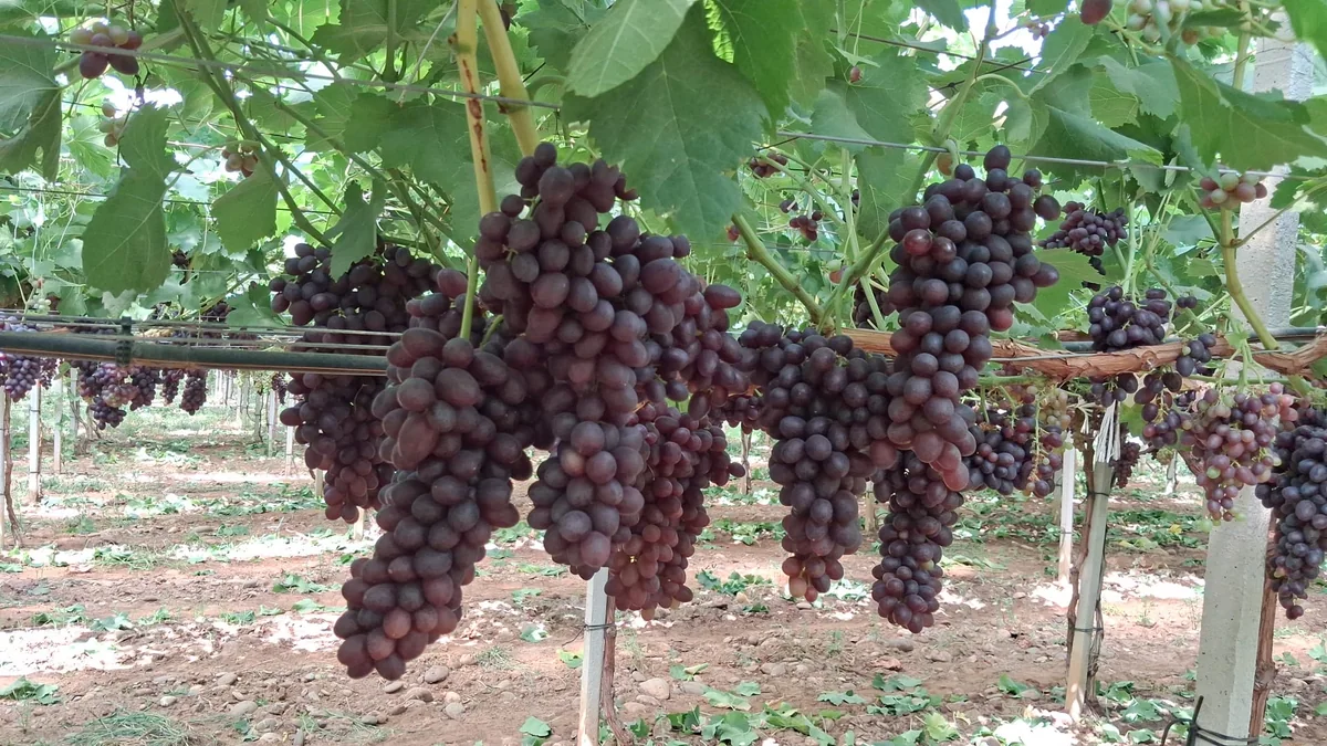 Grappoli Ruby Rush nei vigneti Giacovelli